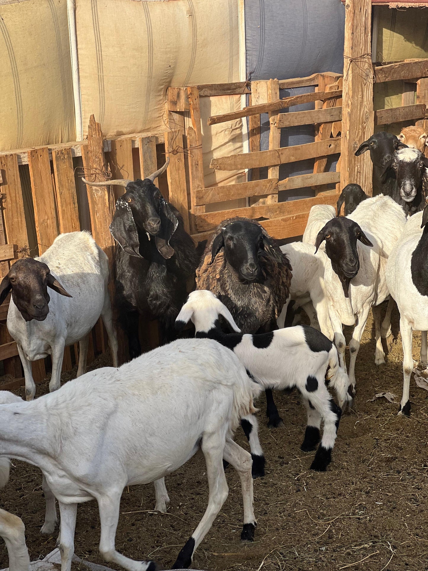Hajj Qurbani