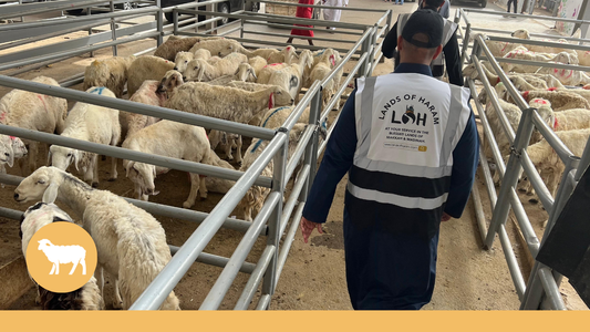 Aqeeqah For New-born Baby Boy