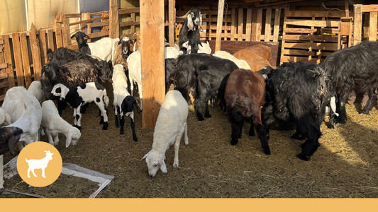 Aqeeqah For New-Born Baby Girl