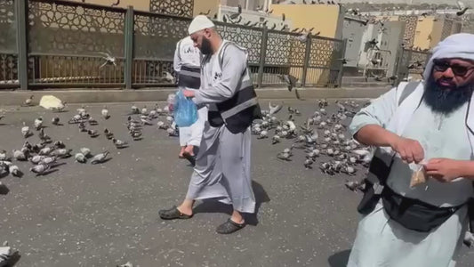 Feed the Cats & Birds of the Haram