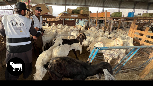 Damm Qurbani