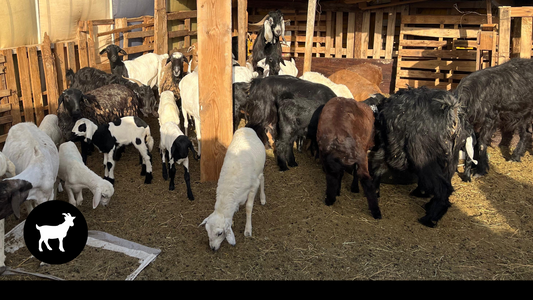Hajj Qurbani