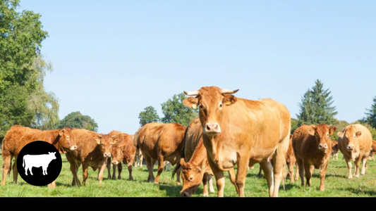 EID UL ADHA QURBANI
