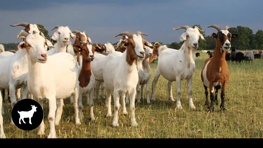 SADAQAH QURBANI