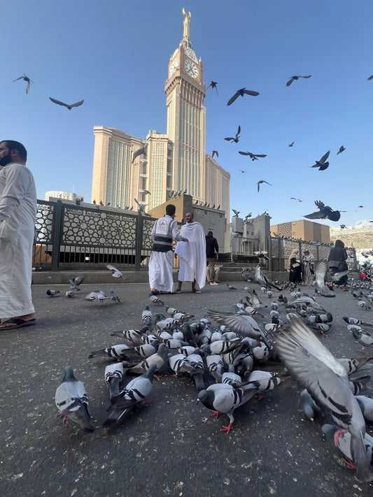 Feed the Cats & Birds of the Haram
